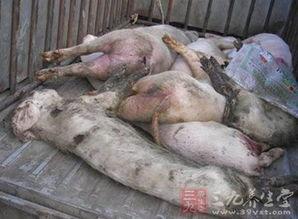 死猪新闻爆料最新消息,官方调查结果及后续处理措施揭晓